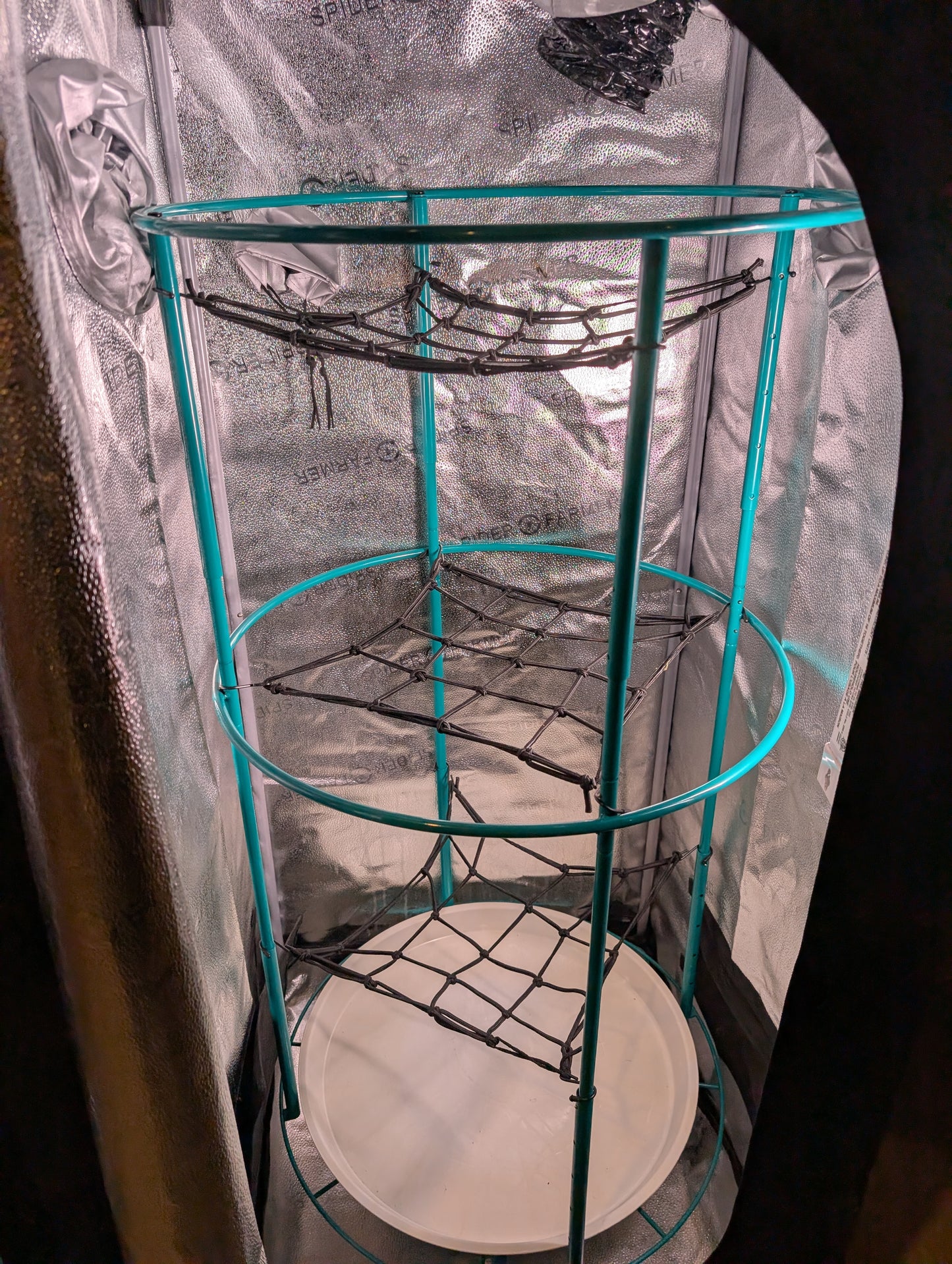 Bloom Carousel with three trellis nets inside a reflective grow tent, top net repurposed as a drying rack, demonstrating vertical training and drying capability.