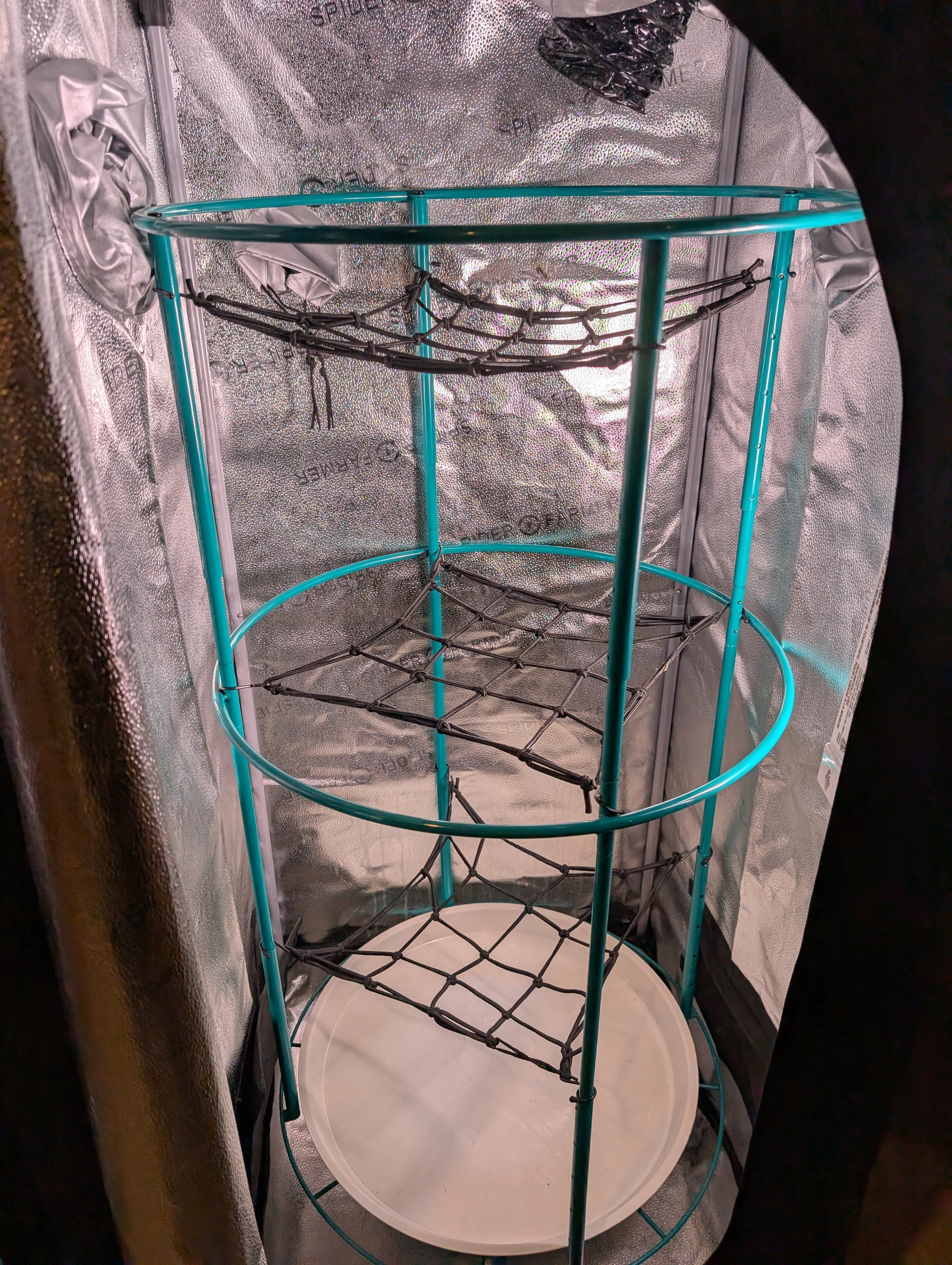 Bloom Carousel with three trellis nets inside a reflective grow tent, top net repurposed as a drying rack, demonstrating vertical training and drying capability.