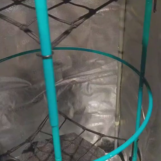 Video demonstration showing the Bloom Carousel rotating inside a grow tent, highlighting the adjustable trellis levels and smooth-turning 22‑inch base.