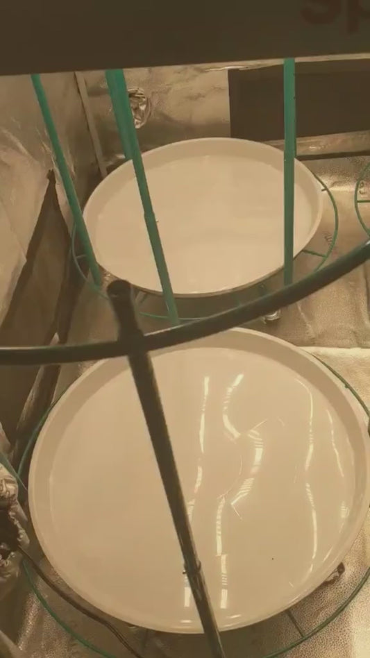 Video showing four assembled Bloom Carousels operating side by side inside a reflective grow tent, highlighting the rotating platforms and adjustable trellis nets for compact, multi-level cultivation.